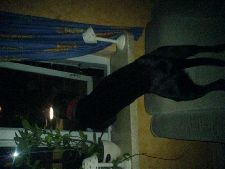 Labrador retriever Samson - .. billede 7