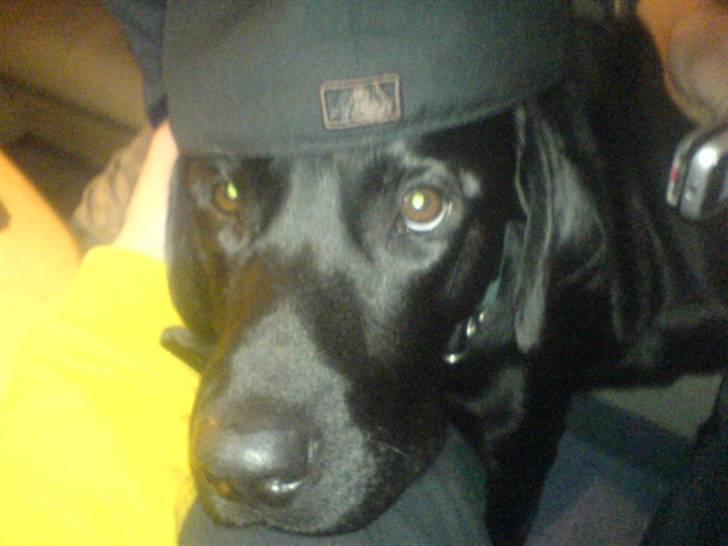 Labrador retriever Samson - .. billede 8