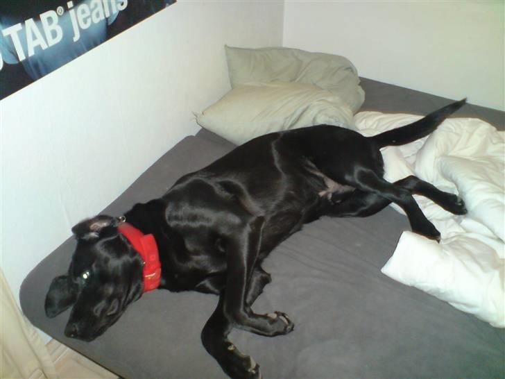 Labrador retriever Samson - Han elsker det. billede 9