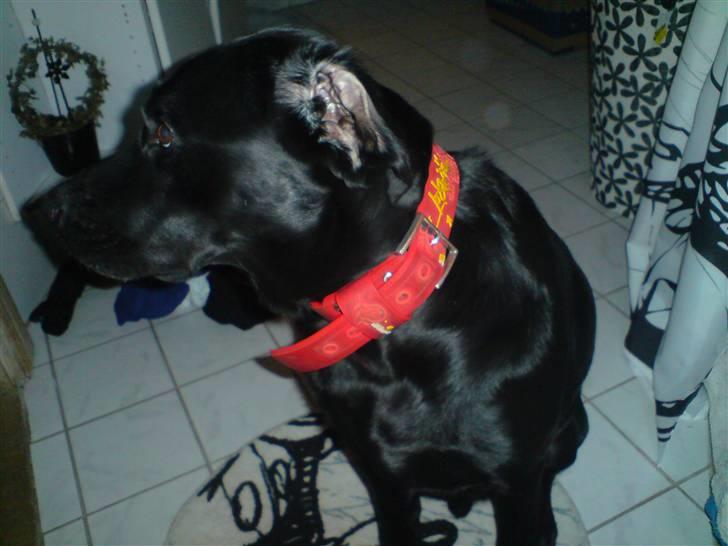 Labrador retriever Samson - .. billede 10