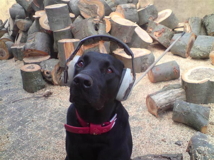 Labrador retriever Samson - Han arbejder  billede 11