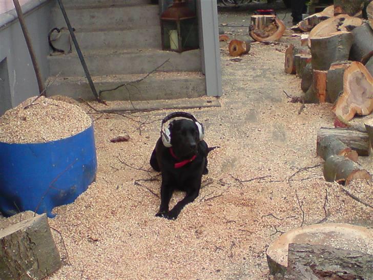 Labrador retriever Samson - Han arbejder  billede 12