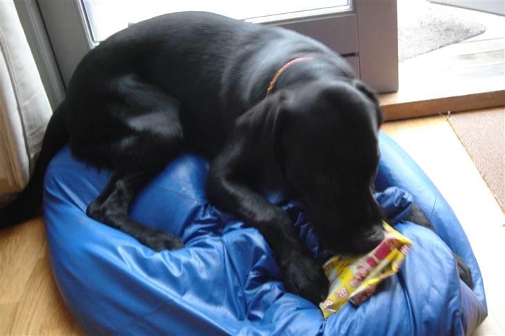 Labrador retriever Samson - Fødslesdag billede 13