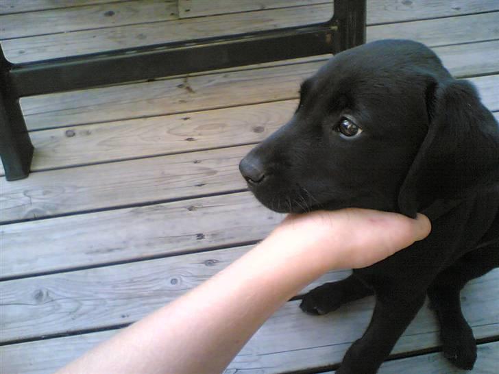 Labrador retriever Samson - Hvalp billede 15