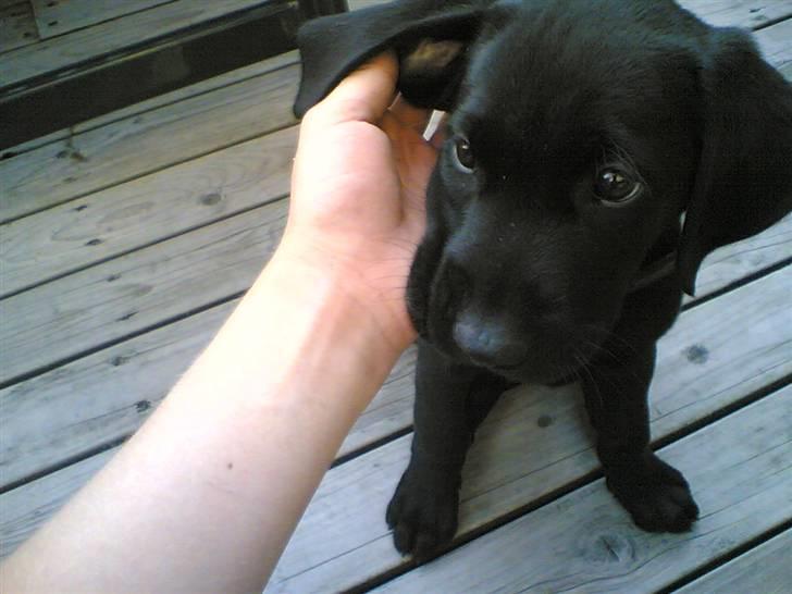 Labrador retriever Samson - Hvalp billede 16