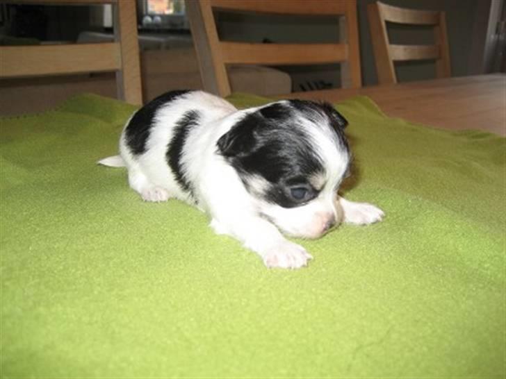 Chihuahua Zhanti - Bare 21 dage - 416 g og 22cm billede 2