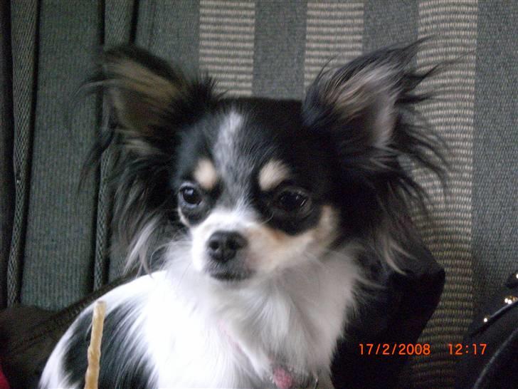 Chihuahua Zhanti - Det kan være sjovt og spændende at køre med tog billede 3