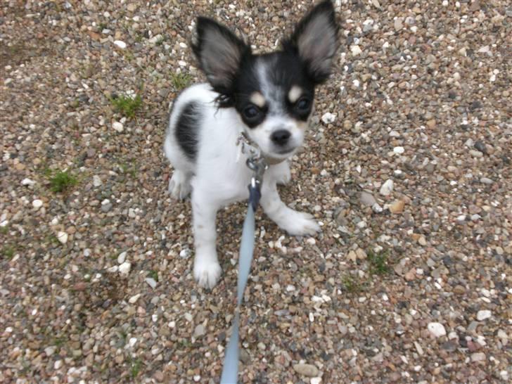 Chihuahua Zhanti - Hej med jer billede 7