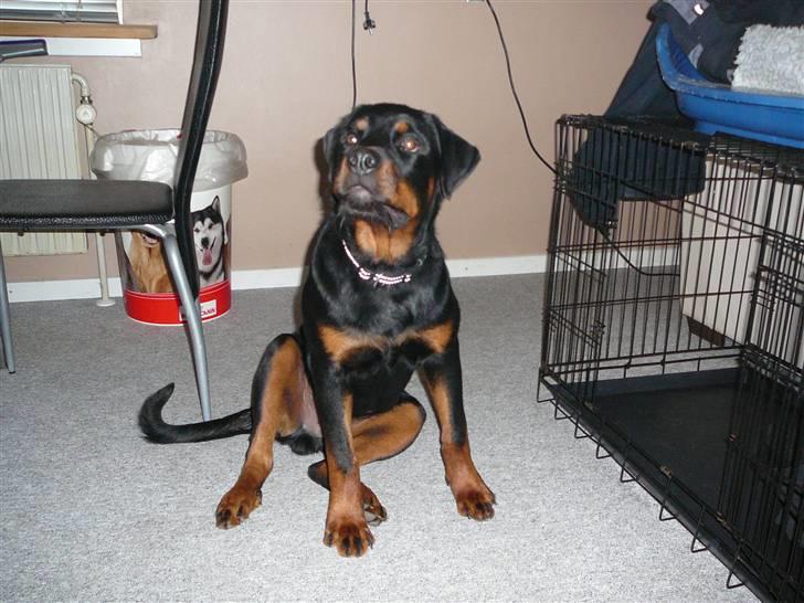 Rottweiler house of chaiyos basse    *RIP 2009* - fra d 091008 billede 11