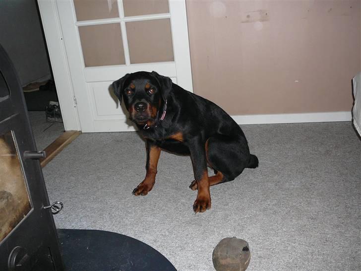 Rottweiler house of chaiyos basse    *RIP 2009* - Gider ikke mere, ! billede 12