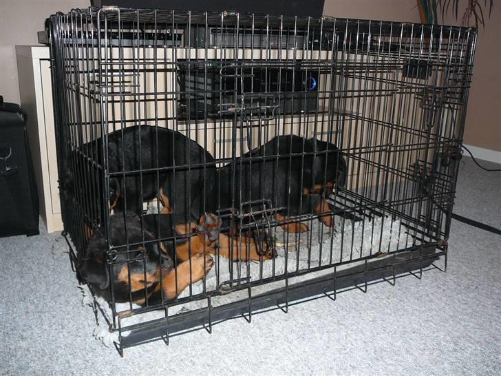 Rottweiler house of chaiyos basse    *RIP 2009* billede 13