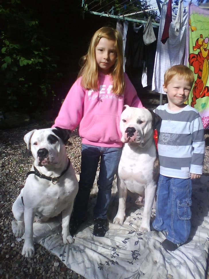 Amerikansk bulldog harley - Thea og Keven med basserne i baghaven billede 12