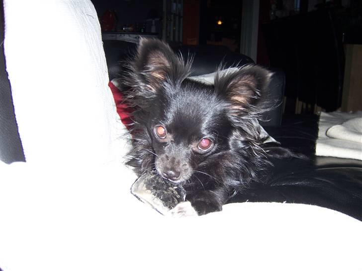 Chihuahua Freya .. - mums... billede 10