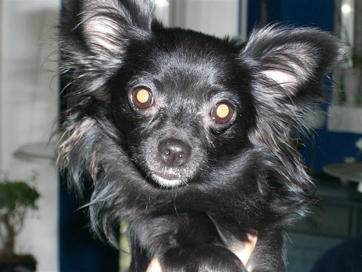 Chihuahua Freya .. - hvem kan stå for så smuk en pige... billede 1