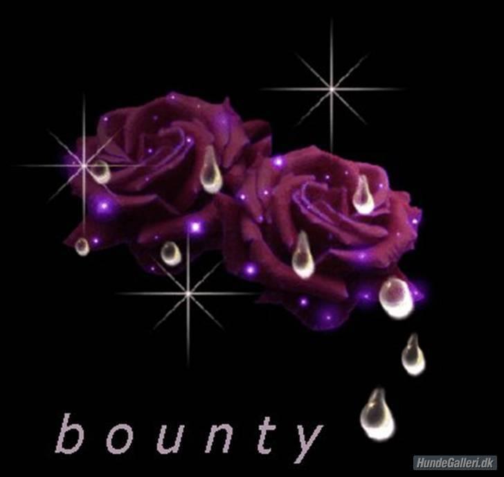 Bearded collie Bounty R.I.P - Billed jeg har modtaget en en HG bruger...... tak.....     meget smukt.... billede 13