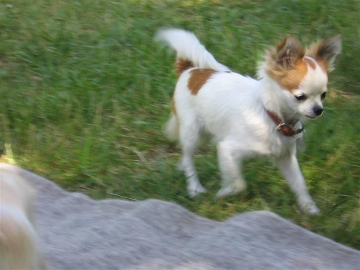 Chihuahua Ipso - 06.10. billede 8