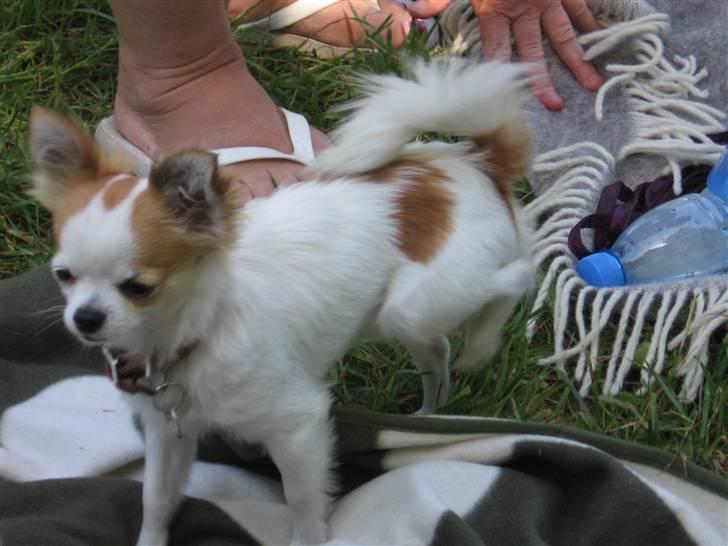 Chihuahua Ipso - 06.10. billede 9