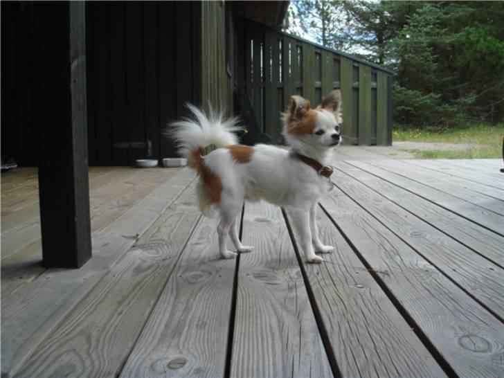 Chihuahua Ipso - 06.10. billede 10