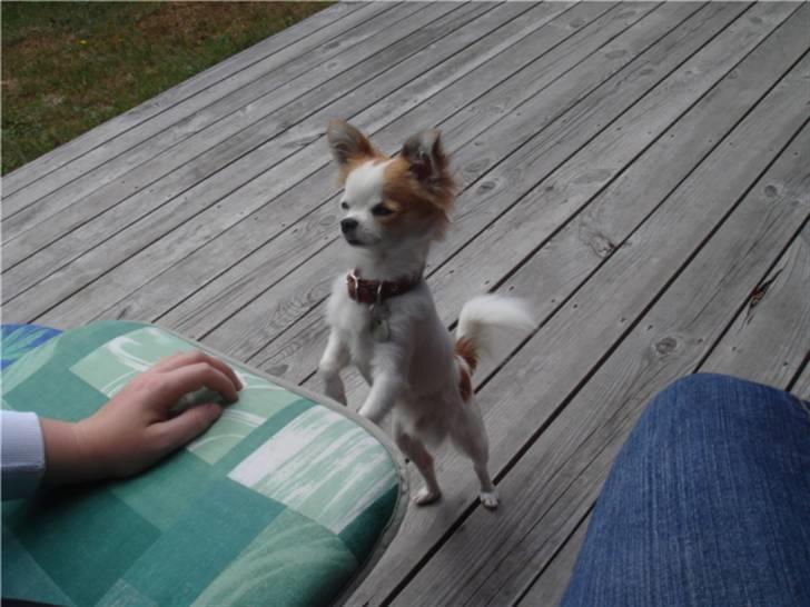 Chihuahua Ipso - 06.10. - Kom nu - gi´ mig nogle godbidder! billede 11