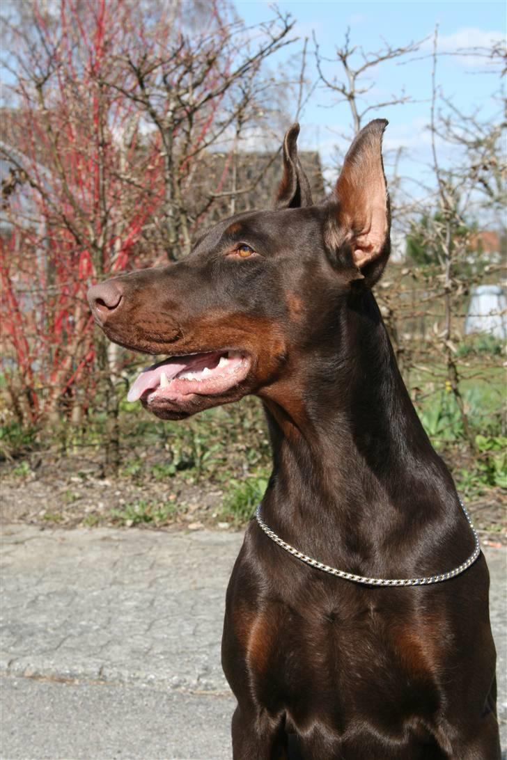 Dobermann Ch. Sant Kreal Russian Rubin - Juni 09 billede 14