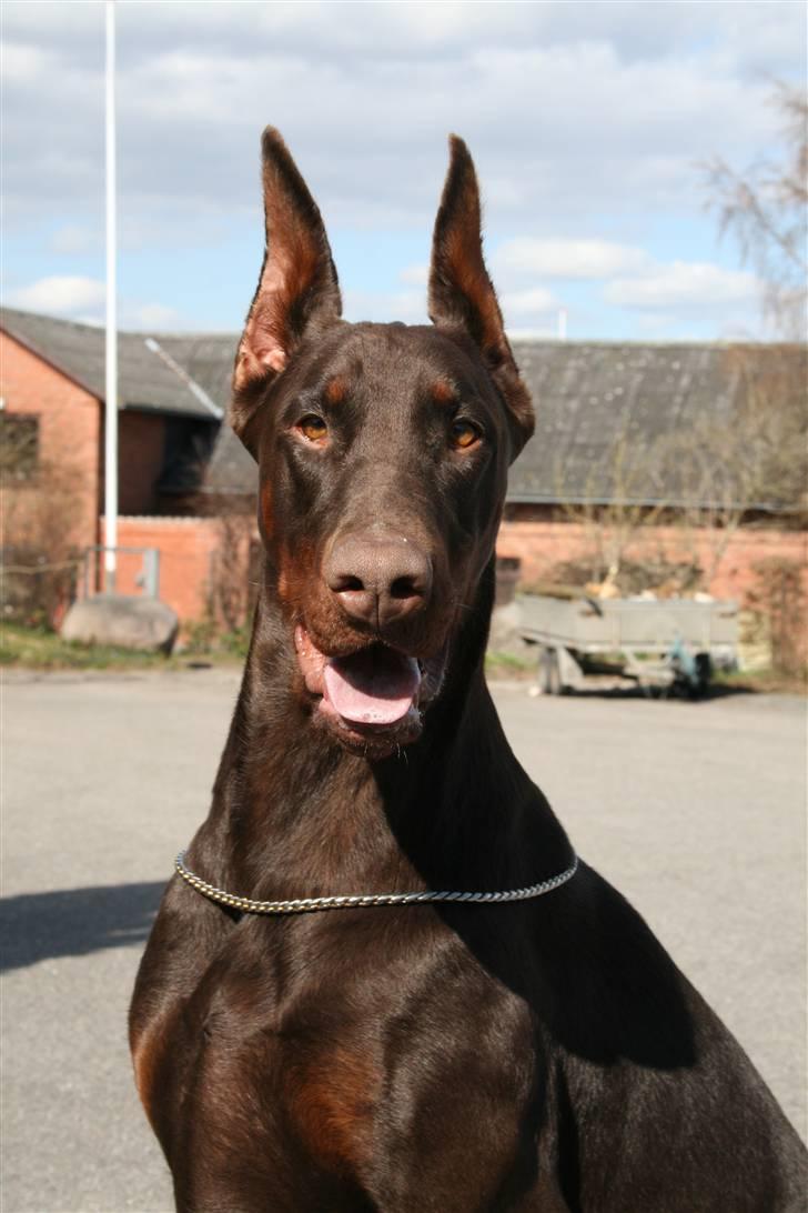 Dobermann Ch. Sant Kreal Russian Rubin - Juni 09 billede 15