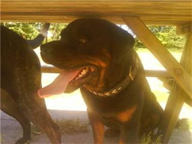Rottweiler cæzar - ja han kunne lige være der... billede 6