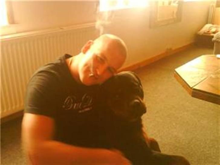 Rottweiler cæzar - far & mussen billede 7