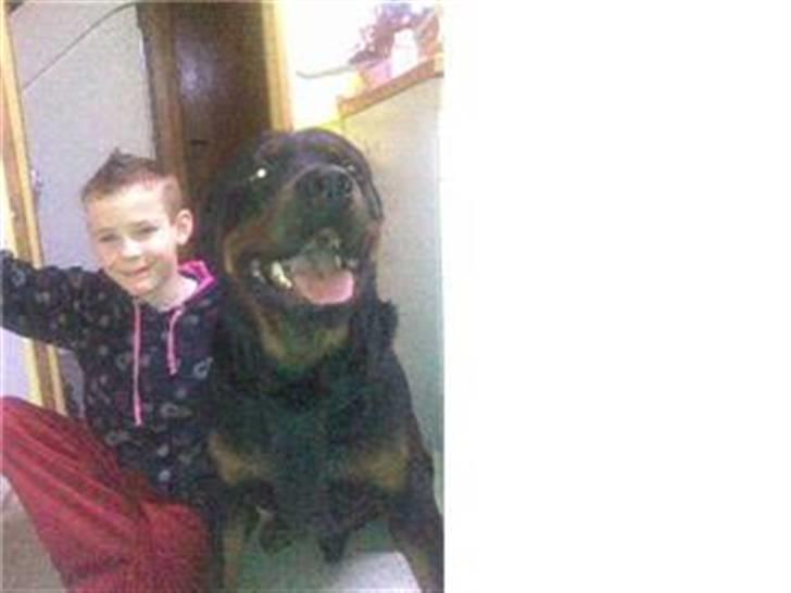 Rottweiler cæzar - drengens bedste ven billede 8