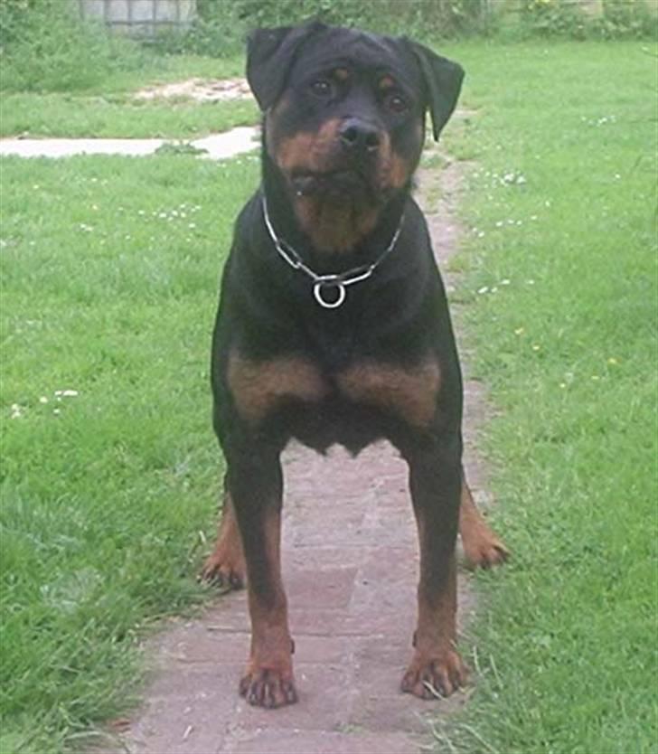 Rottweiler U'Tania Vom Falke KÖnigli - U´tanie billede 1