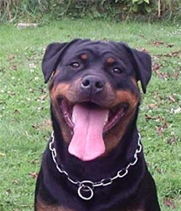 Rottweiler U'Tania Vom Falke KÖnigli - Ok det er godt nok en stor tunge....!! billede 2