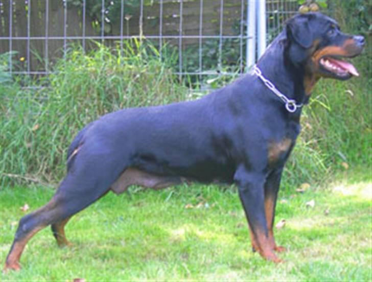 Rottweiler U'Tania Vom Falke KÖnigli - Stå for fotografen.. en øvelse jeg er ret god til.. billede 3