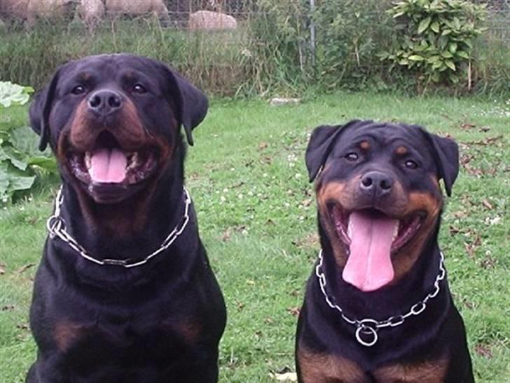 Rottweiler U'Tania Vom Falke KÖnigli - Svan og U´tania, Far og Datter,  billede 4