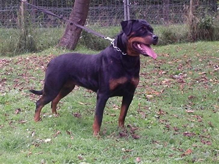 Rottweiler U'Tania Vom Falke KÖnigli billede 5