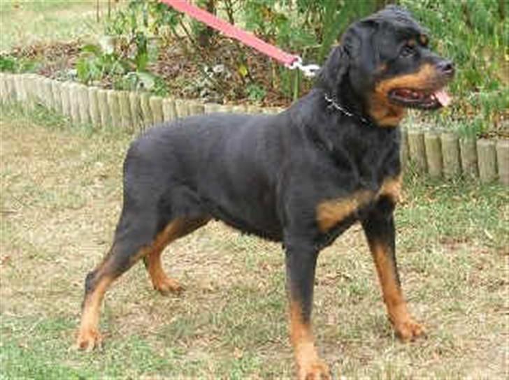 Rottweiler U'Tania Vom Falke KÖnigli - Roxsnes, U´tania s mor billede 6