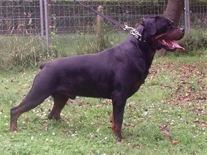 Rottweiler U'Tania Vom Falke KÖnigli - Svan, U´tania s Far billede 7