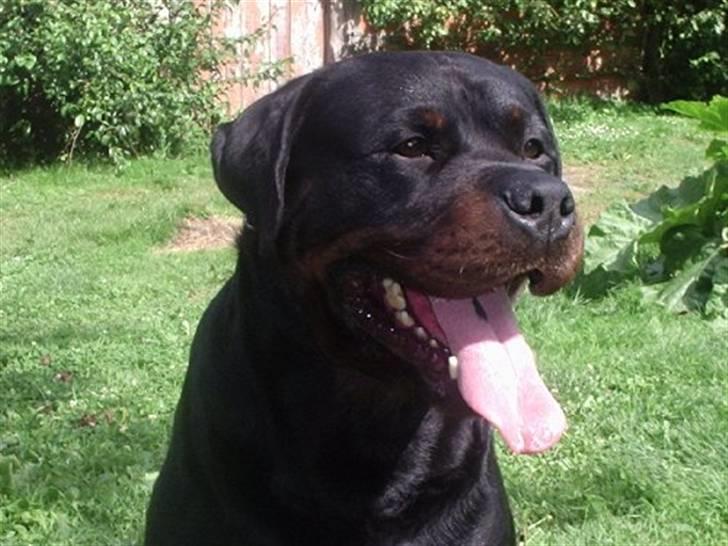 Rottweiler U'Tania Vom Falke KÖnigli - Svan, U´tania s Far billede 8