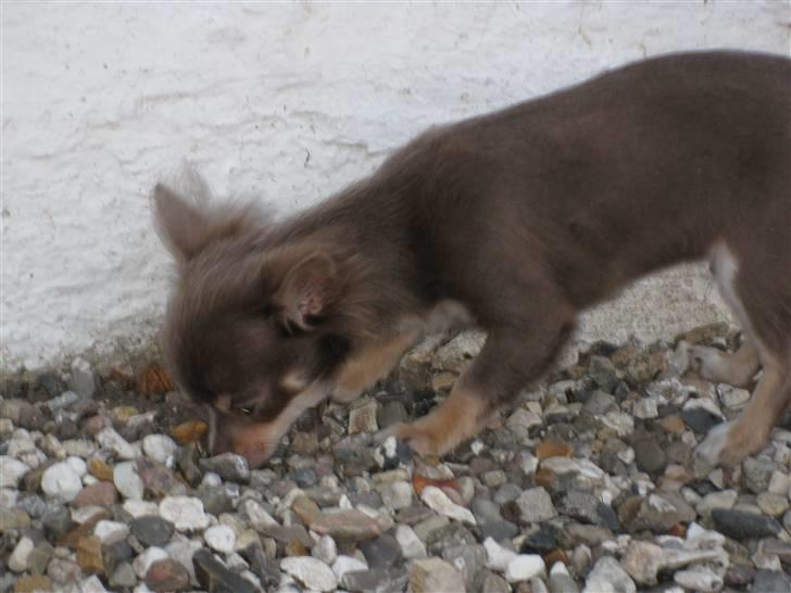 Chihuahua Alladin - Nøj en fin sten..... Den skal mor have...! billede 15