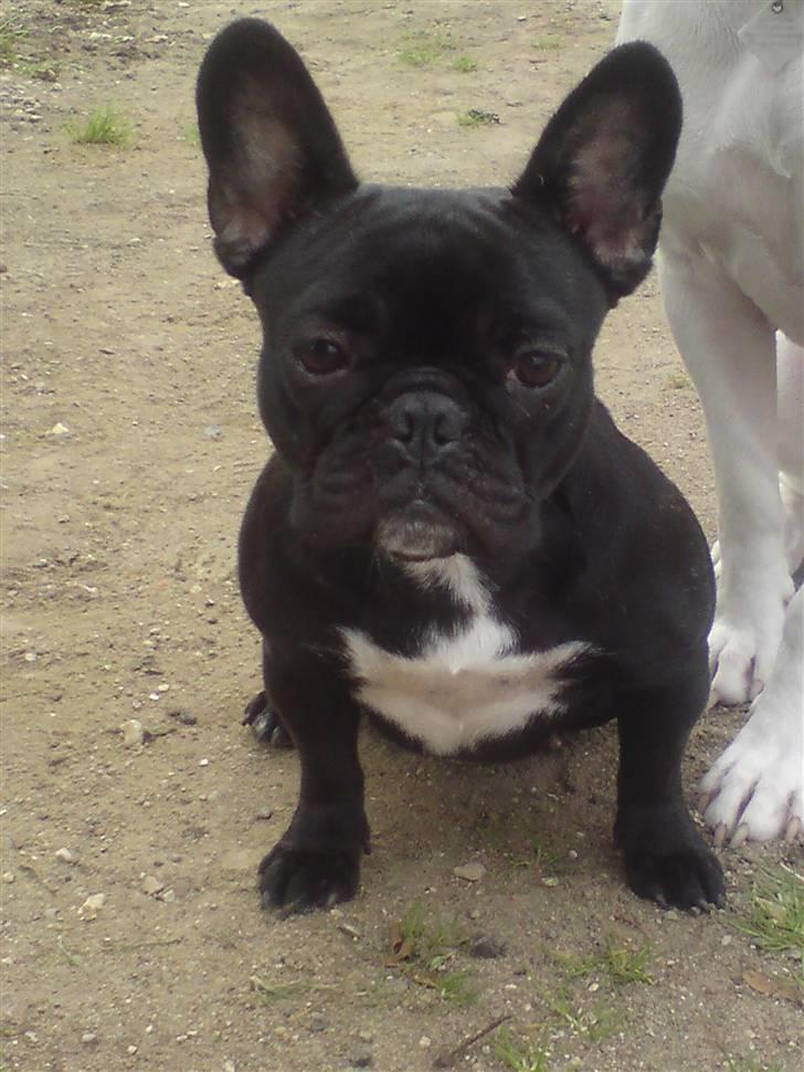 Fransk bulldog Bimbi (Himmelhund) - Hej... Velkommen til min profil billede 1