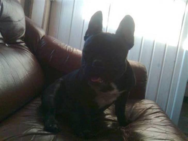 Fransk bulldog Bimbi (Himmelhund) - Puha det var hårdt og være ude at gå billede 2