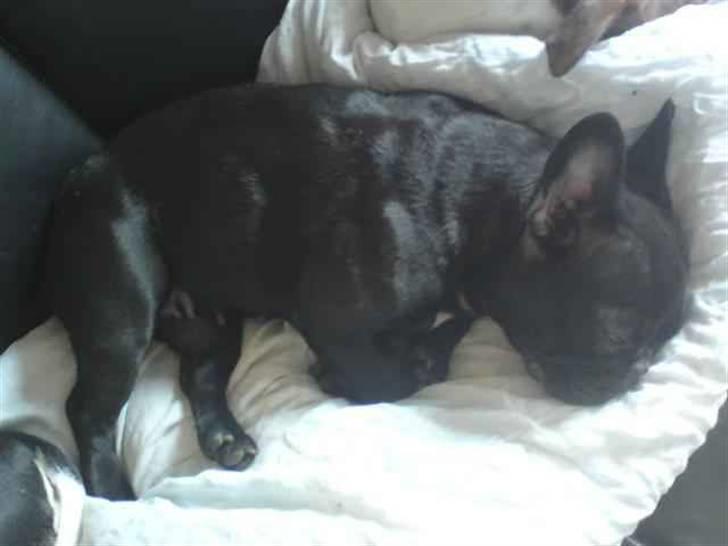 Fransk bulldog Bimbi (Himmelhund) billede 3