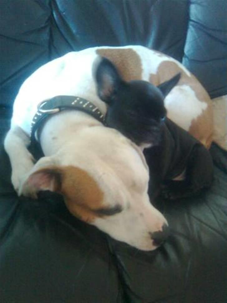 Amerikansk staffordshire terrier Lady (Himmelhund) billede 6