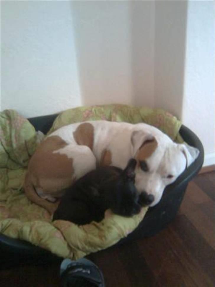 Amerikansk staffordshire terrier Lady (Himmelhund) - Putter med Bimbi i kurven billede 7