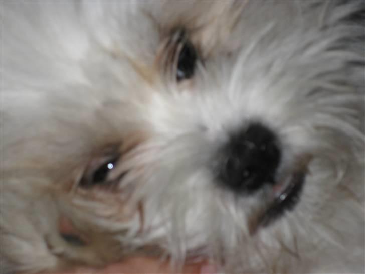 Blanding af racer Nemo billede 10