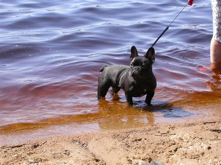 Fransk bulldog *Lulu* *Himmelhund* - Smukke Lulu-pigen ved "vores" sø i det svenske sommerland 2008:) billede 13