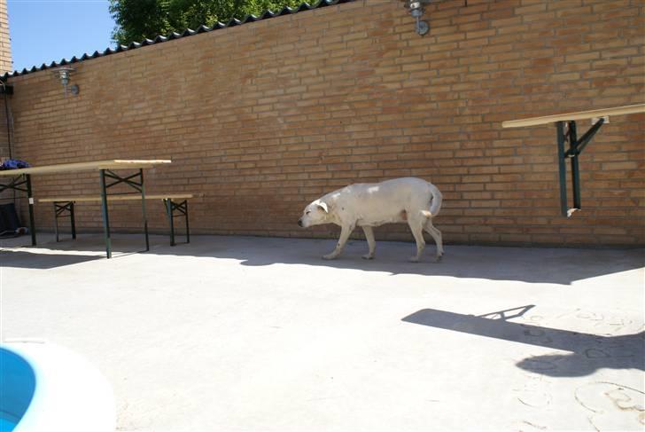 Labrador retriever Tira - 1# billede 1