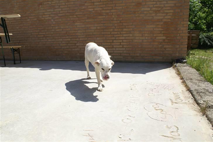 Labrador retriever Tira - 2# billede 2