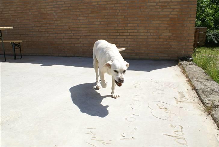 Labrador retriever Tira - 3# billede 3