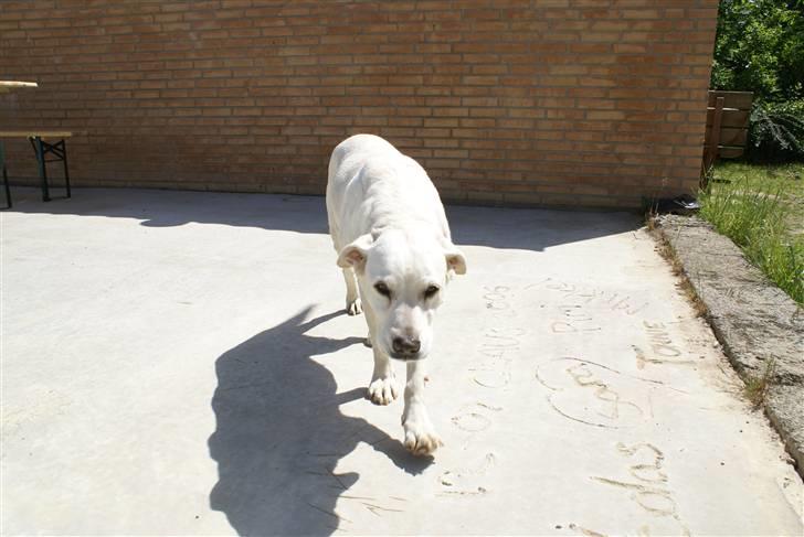 Labrador retriever Tira - 4# billede 4