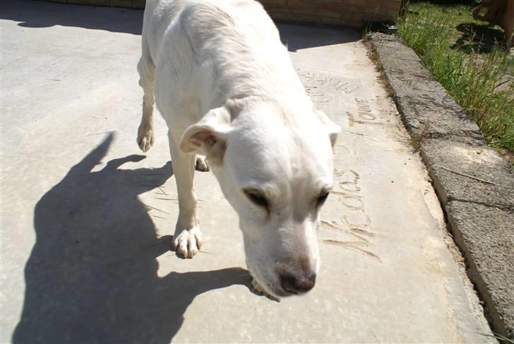 Labrador retriever Tira - 5# billede 5