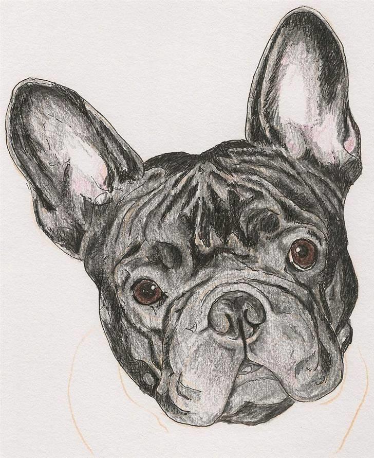 Fransk bulldog *Lulu* *Himmelhund* - Super talentfulde Stine P har lavet denne flotte tegning af Lulu-pigen, wauw:)) billede 18